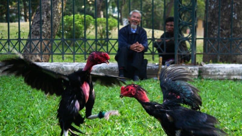 Cách Chữa Bệnh Lác Cho Gà Chọi Hết Nấm Mốc