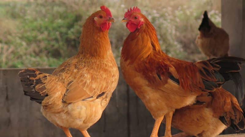 Gà Lương Phượng, đặc điểm Và Kỹ Thuật Nuôi