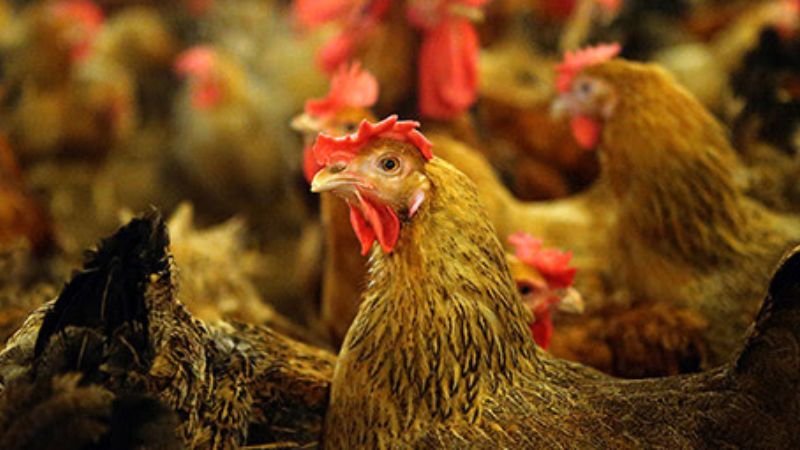 Gà Lương Phượng, đặc điểm Và Kỹ Thuật Nuôi