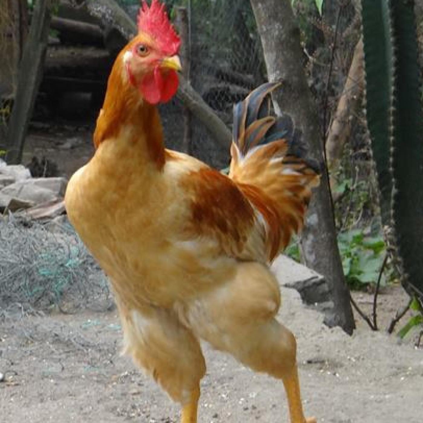 Chế độ nuôi dưỡng gà Cao Lãnh